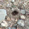 Bird Nest