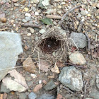 Bird Nest