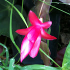 Christmas cactus
