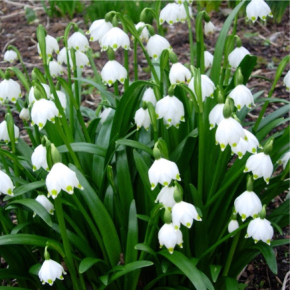 Spotting Image 1