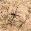Banded Pennant Dragonfly