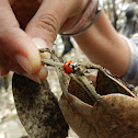 Seven Spot Ladybug