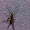 Male trapjaw ant