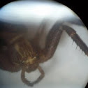 Amaurobiidae