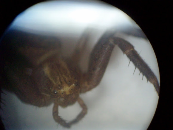 Spotting Image 1