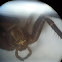 Amaurobiidae