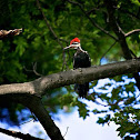 pileated woodpecker