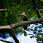pileated woodpecker