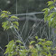 Brown-Headed Cowbird - Immature 