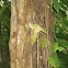 Casque-Headed Lizard