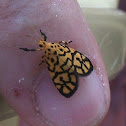Lithosiinid tigermoth