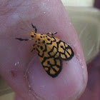 Lithosiinid tigermoth