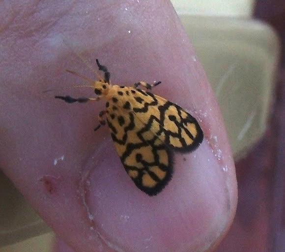 Spotting Image 1