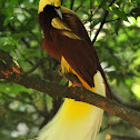 Lesser Bird-of-paradise