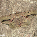 Geometrid moth