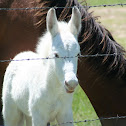 Mule