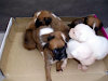 Cachorros Todas Las Razas