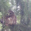 Northern Saw-whet Owl