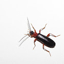 Fire-colored beetle