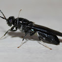 Black Soldier Fly
