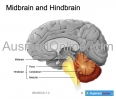 Midbrain, Hindbrain