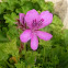 Geranio limón. Pelargonium crispum