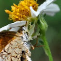 Ambush Bug