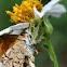 Ambush Bug