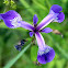 Iris prismatica