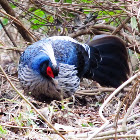 white crested kalij pheasant