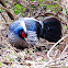 white crested kalij pheasant