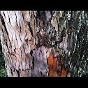 Madrone