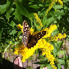 Speckled Wood