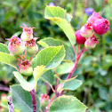 Serviceberry