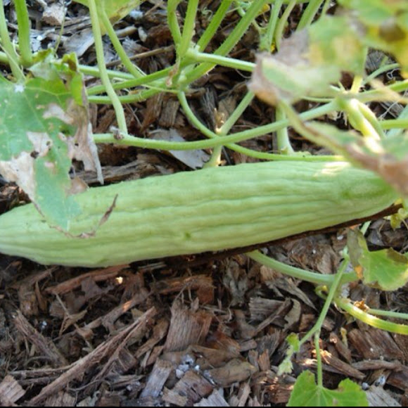 Spotting Image 1