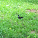 Unknown spotting