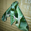 Pandorus Sphinx