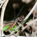 Common Whitetail (female)