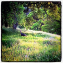 Turkey!