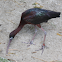 Glossy Ibis