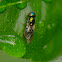 Soldier fly