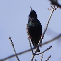 European Starling