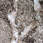 Piel de Serpiente Sheta snake skin