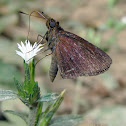 Unidentified Skipper