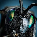 Ensign Wasp