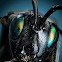 Ensign Wasp