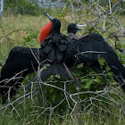 Frigatebird