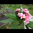 Frangipani