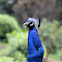 Pavão