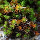 Haircap moss